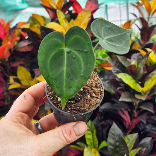 Anthurium Clarinervium House Plant 6cm Pot
