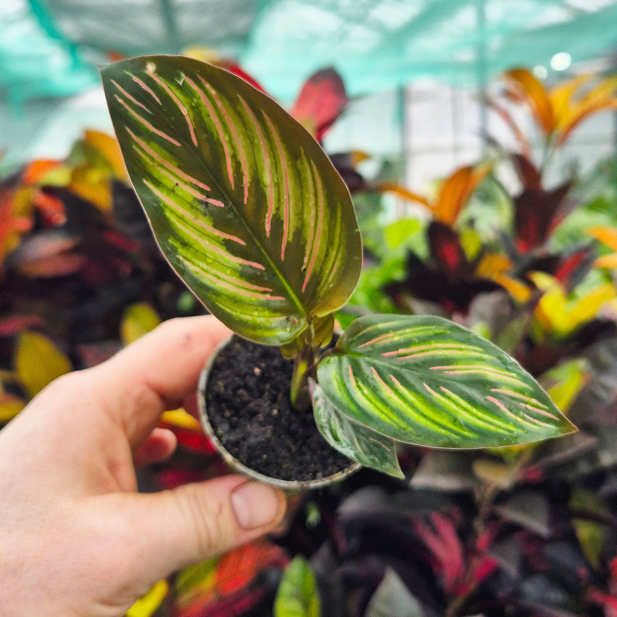 prayer plant beauty star Calathea Beautystar Prayer House Plant 6cm Pot – Plants For All Seasons