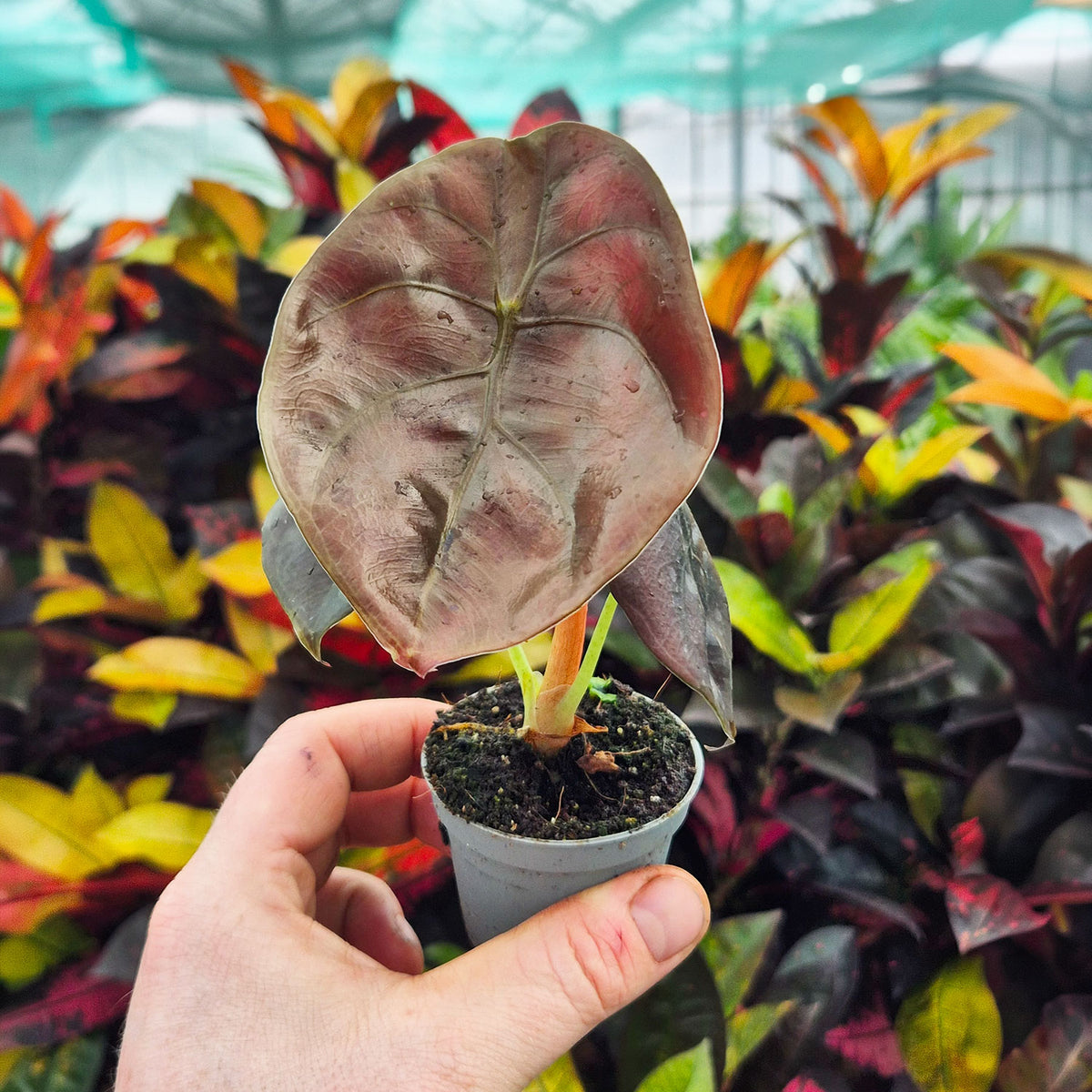 Alocasia Cuprea Red Secret Ear House Plant 6cm Pot