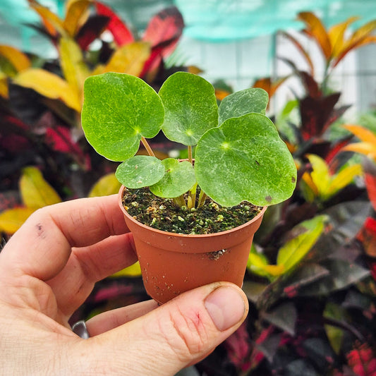 Pilea Sugar Money House Plant 6cm Pot