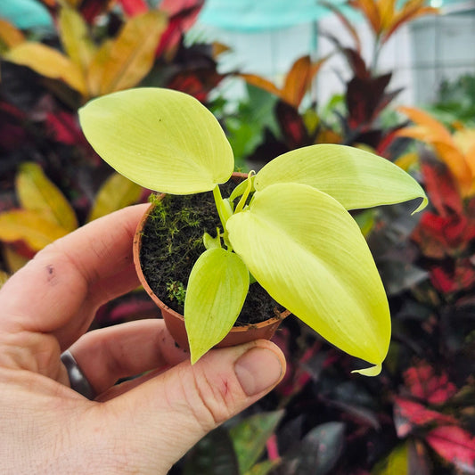 Philodendron Golden Violin House Plant 6cm Pot