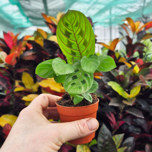 Maranta Fascinator Prayer House Plant 6cm Pot