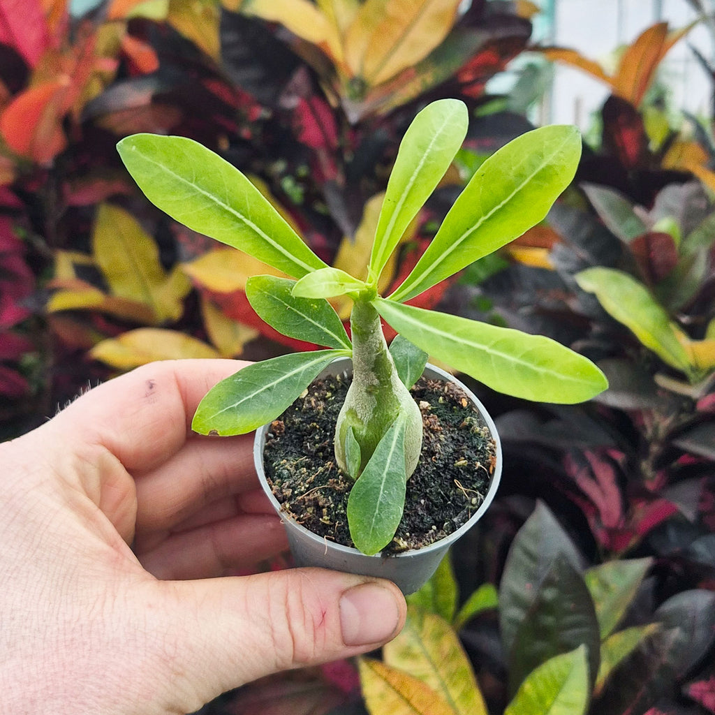 Adenium Obesum Desert Rose House Plant 6cm Pot – Plants For All Seasons