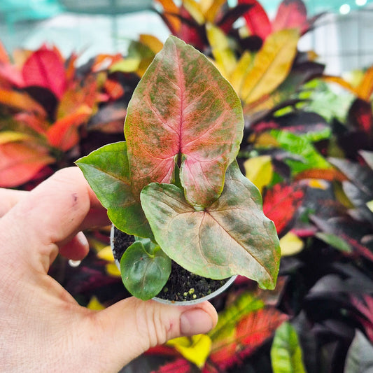 Syngonium Maria Arrowhead House Plant 6cm Pot