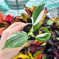 Philodendron White Wizard House Plant 6cm Pot