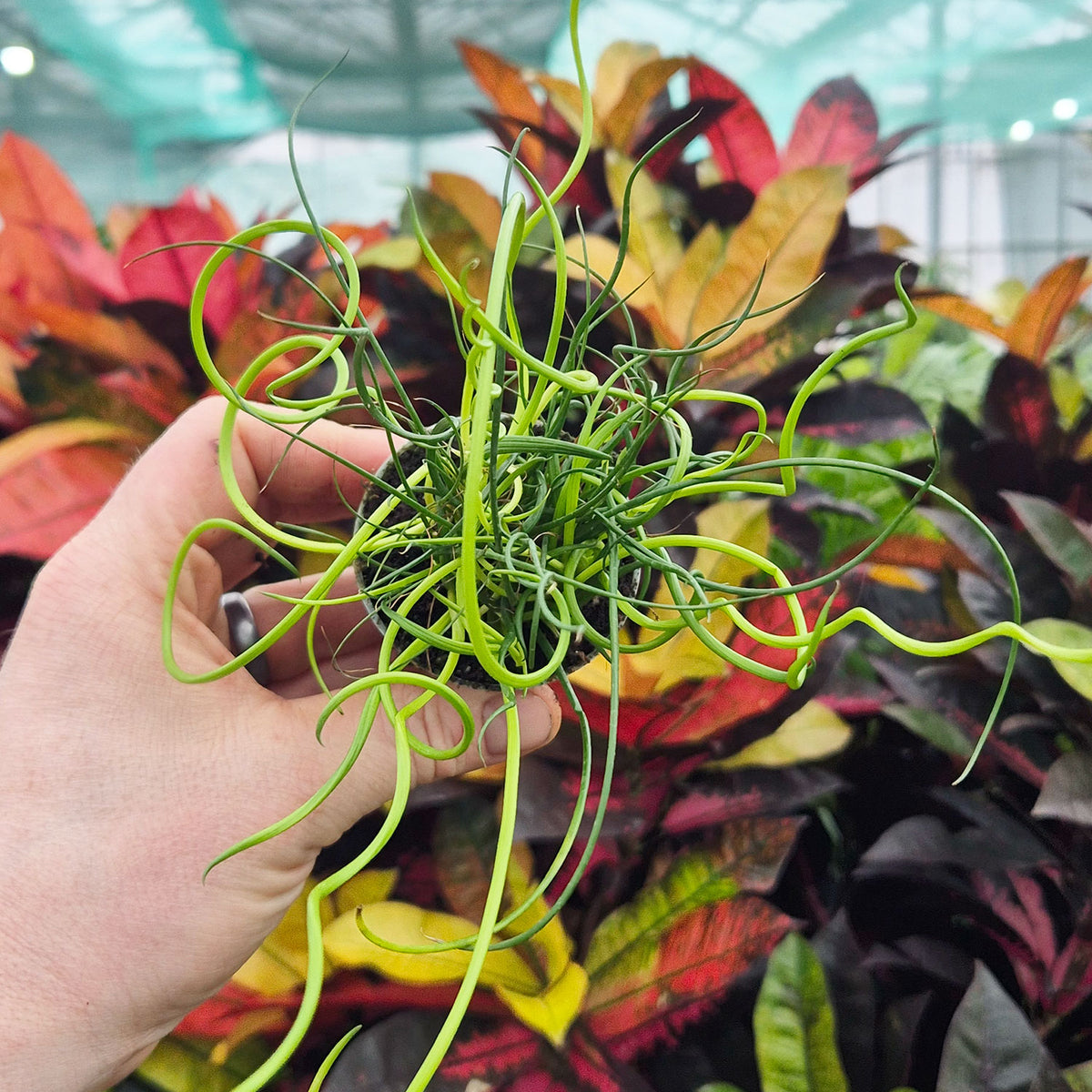 Juncus Spiralis Fern House Plant 6cm Pot