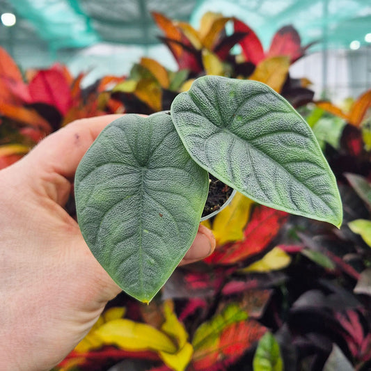 Alocasia Melo Elephant Ear House Plant 6cm Pot