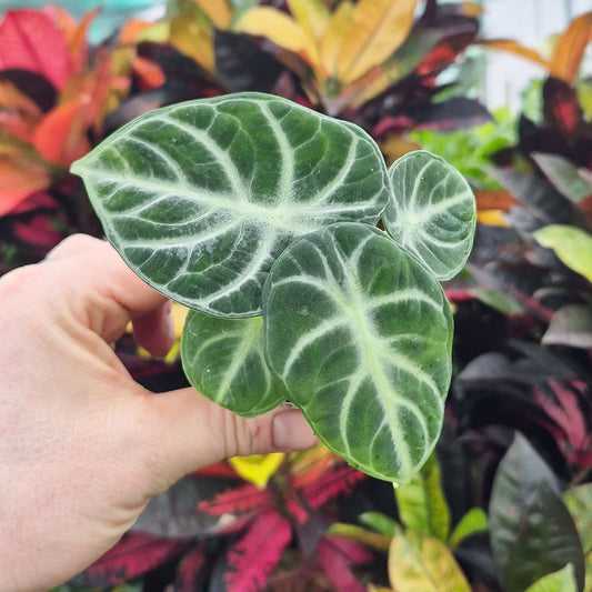 Alocasia Ninja Elephant Ear House Plant 6cm Pot