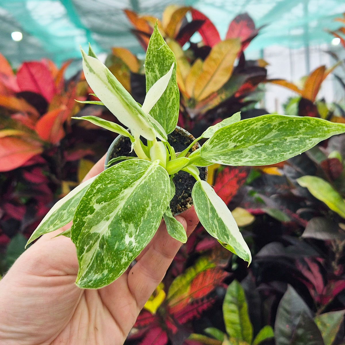 philodendron jose buono origin Philodendron Jose Buono House Plant 6cm Pot – Plants For All Seasons
