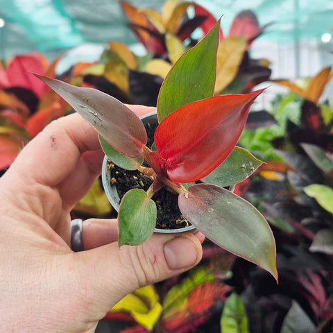 philodendron sunlight Philodendron Red Sun House Plant 6cm Pot – Plants For All Seasons