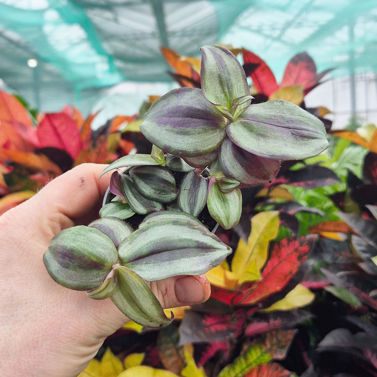 wandering house plants Tradescantia Zebrina House Plant 6cm Pot – Plants For All Seasons