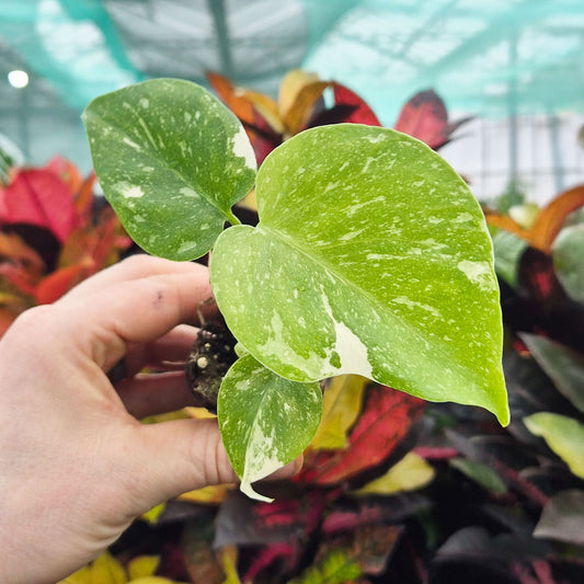 Monstera Thai Constellation Cheese Plant Variegated 6cm Pot House Plant