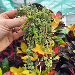 Peperomia Prostrata Radiator House Plant 6cm Pot