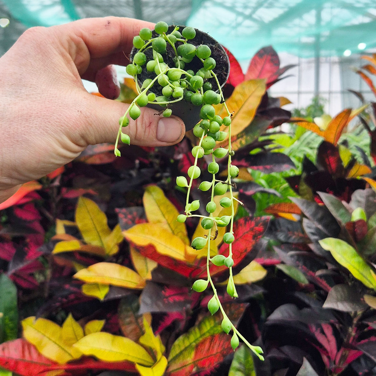 String of Pearls Senecio Succulent House Plant 6cm Pot