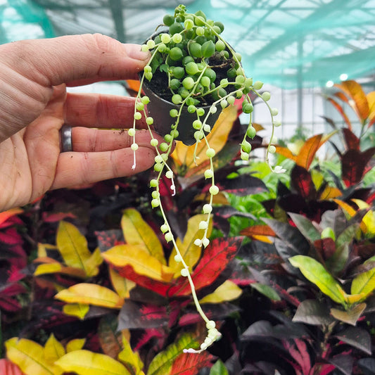 Variegated String of Pearls Senecio Succulent House Plant 6cm Pot