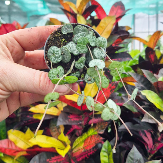 Ceropegia Woodii String of Hearts House Plant 6cm Pot