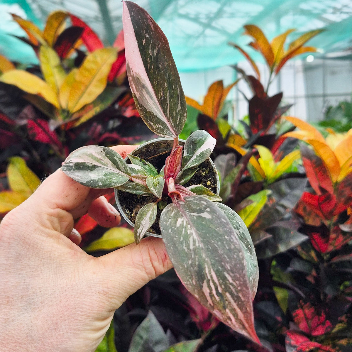 philodendron pink princess house plant 6cm pot Marble Pink Princess House Plant 6cm Pot – Plants For All Seasons