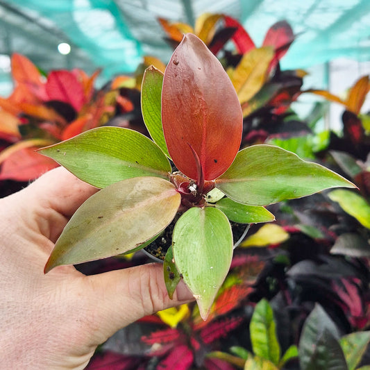 Philodendron Prince of Orange House Plant 6cm Pot