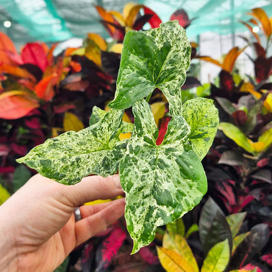 Syngonium Mottled Arrowhead House Plant 6cm Pot