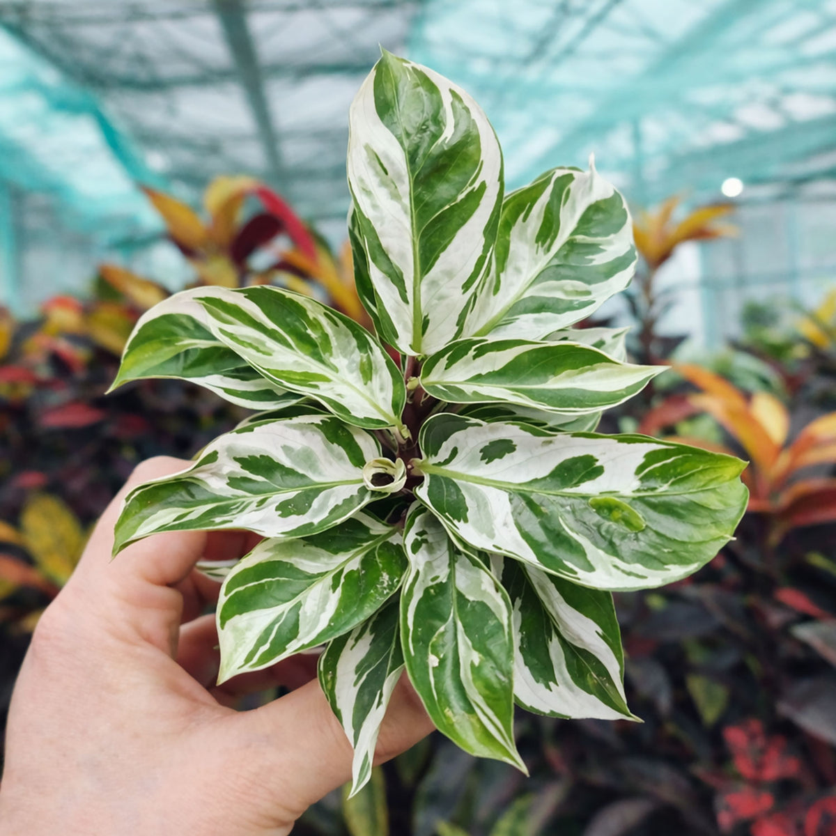 Calathea White Fusion Prayer Plant House Plant 6cm Pot