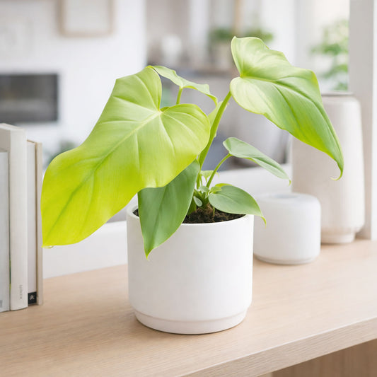 20 - 25cm Philodendron Golden Violin Plant House Plant 12cm Pot