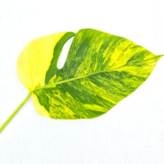 Aurea Monstera Cutting