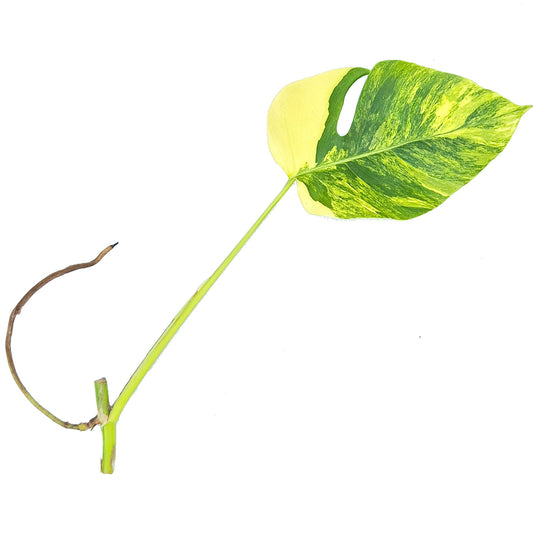 Aurea Monstera Cutting