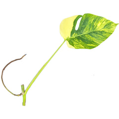 Aurea Monstera Cutting