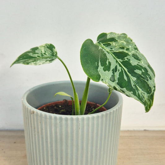 15 - 20cm Monstera Bulbasaur 10.5cm Pot House Plant