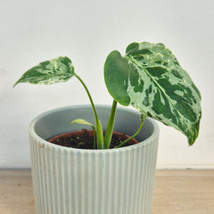 15 - 20cm Monstera Bulbasaur 10.5cm Pot House Plant