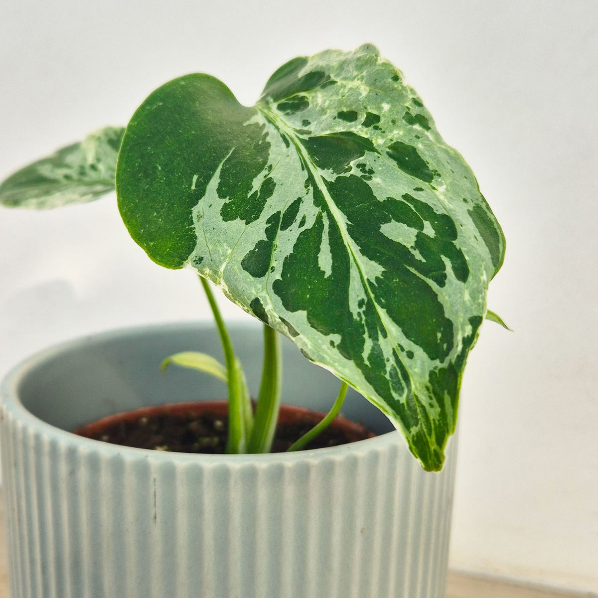 15 - 20cm Monstera Bulbasaur 10.5cm Pot House Plant