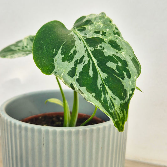 15 - 20cm Monstera Bulbasaur 10.5cm Pot House Plant