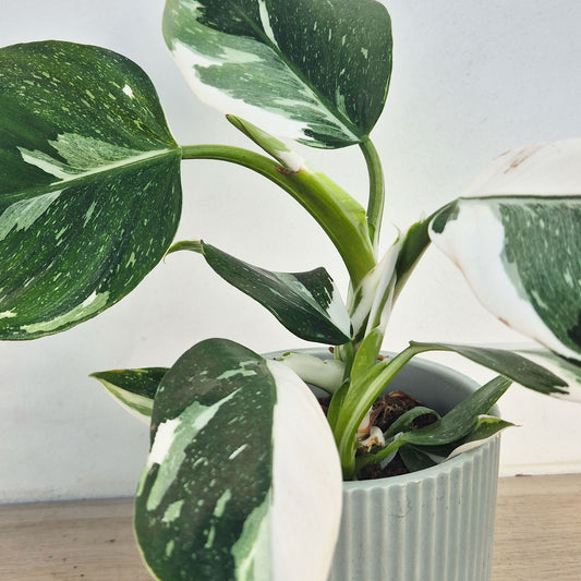 25 - 35cm Philodendron White Wizard 12cm Pot