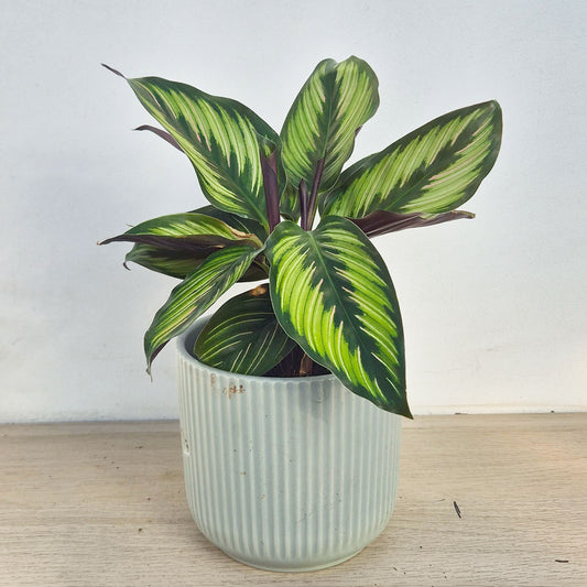 30 - 45cm Calathea Beautystar Beauty Star Prayer Plant 12cm Pot House Plant