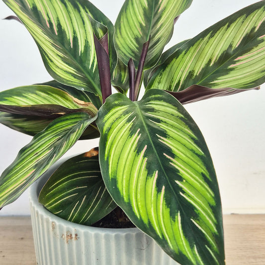 30 - 45cm Calathea Beautystar Beauty Star Prayer Plant 12cm Pot House Plant