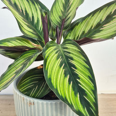 30 - 45cm Calathea Beautystar Beauty Star Prayer Plant 12cm Pot House Plant