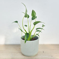 25 - 45cm Alocasia Tiny Dancer 12cm Pot
