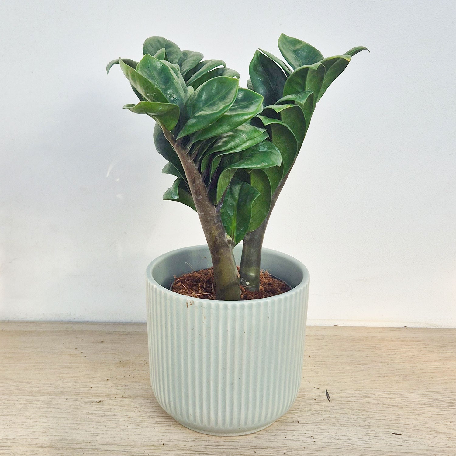 Zamioculcas Zenzi ZZ Plant House Plant – Plants For All Seasons