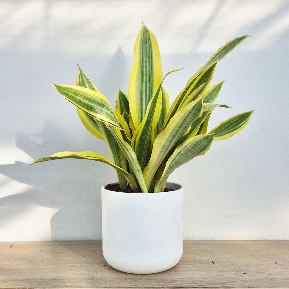 30 - 40cm Sansevieria Aubrytniana Lauren Snake Plant 14cm Pot House Plant