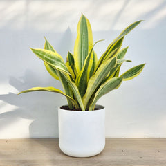 30 - 40cm Sansevieria Aubrytniana Lauren Snake Plant 14cm Pot House Plant