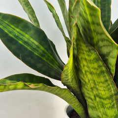50 - 60cm Sansevieria aubrytiana 'Nite Lite' Green Plant 14cm Pot House Plant
