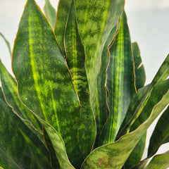 50 - 60cm Sansevieria aubrytiana 'Nite Lite' Green Plant 14cm Pot House Plant
