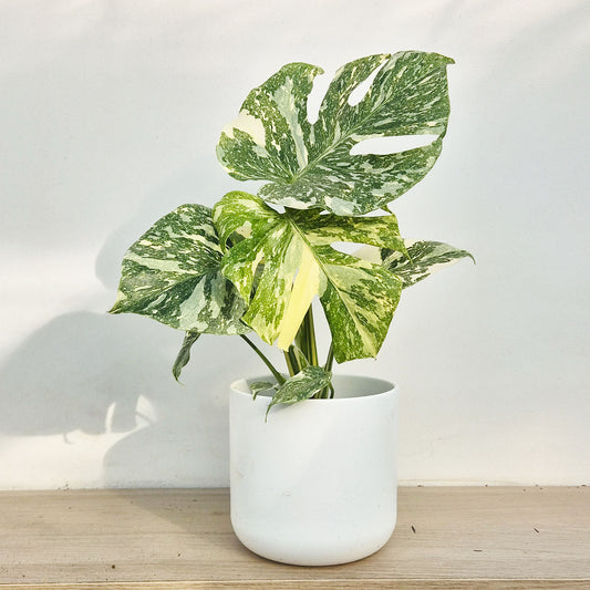 20 - 30cm Creme Brulee Thai Constellation Monstera Cheese Plants 12cm Pot
