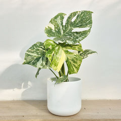 Creme Brulee Thai Constellation Monstera Cheese Plants 12cm Pot