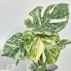Creme Brulee Thai Constellation Monstera Cheese Plants 12cm Pot