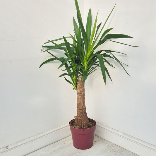 110 - 120cm Yucca Elephantipes 23cm Pot House Plant