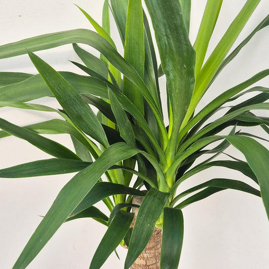 110 - 120cm Yucca Elephantipes 23cm Pot House Plant