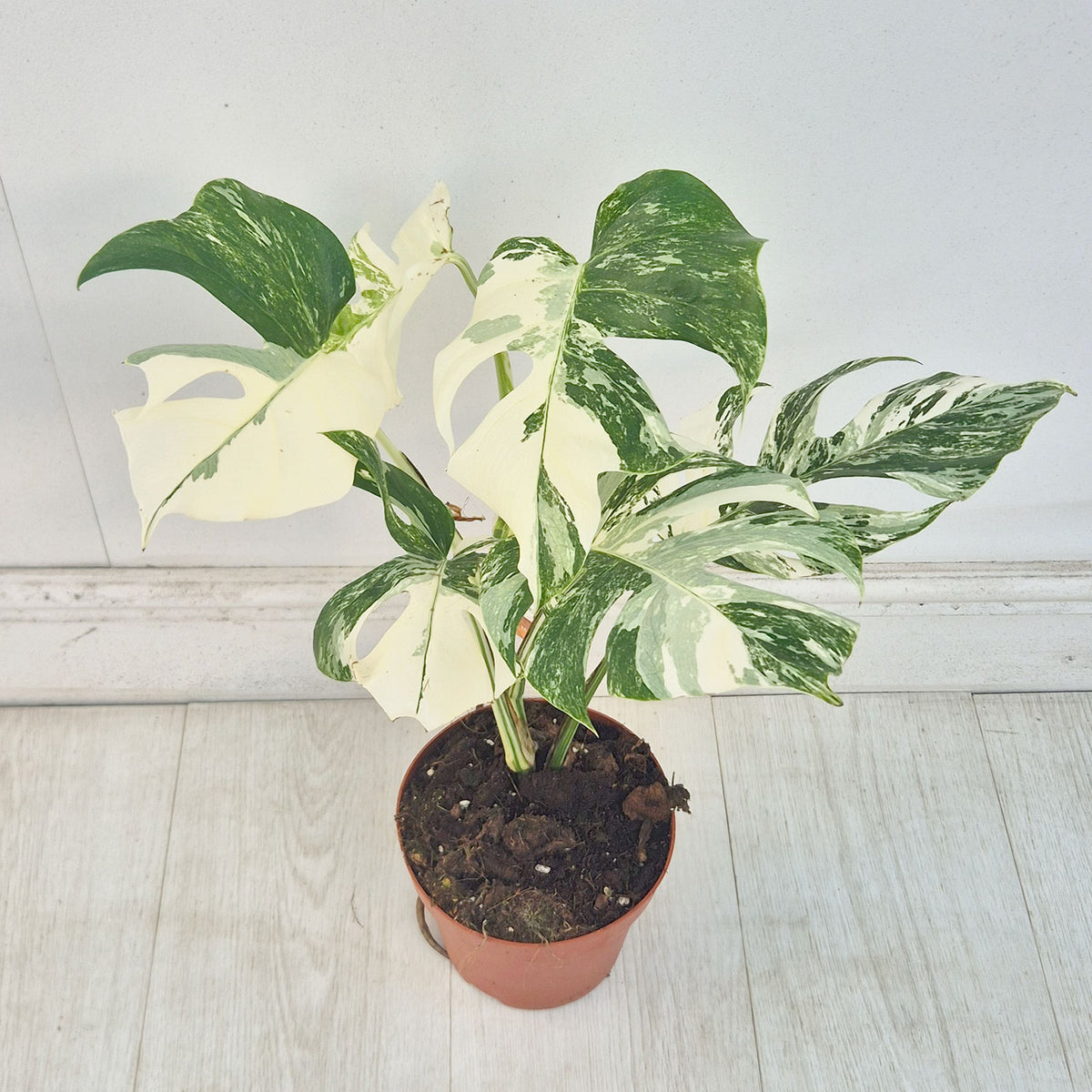 40 - 50cm Variegated Monstera Albo 17cm Pot House Plant (Choose Your Own)