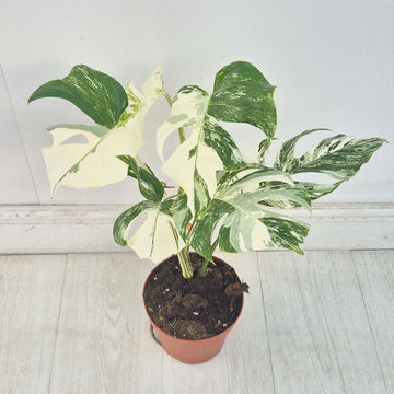40 - 50cm Variegated Monstera Albo 17cm Pot House Plant (Choose Your Own)