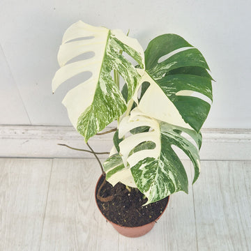 40 - 50cm Variegated Monstera Albo 17cm Pot House Plant (Choose Your Own)
